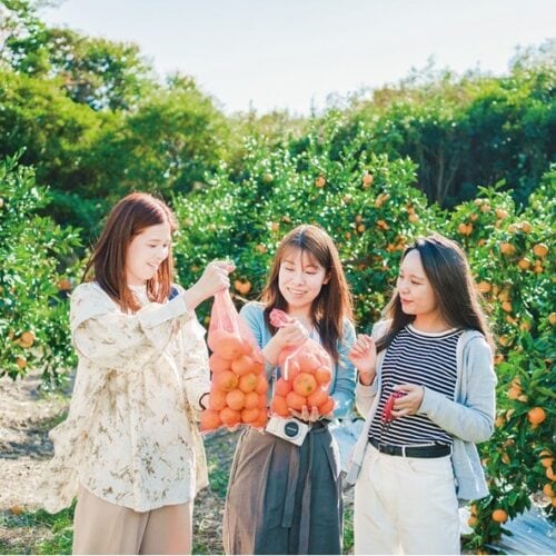 柑橘王国の愛媛県内でも屈指のミカンの産地が宇和島市吉田町。10月～12月には観光農園でミカン狩りも。