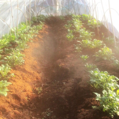 夕日を受けたビニールハウスのジャガイモ。早めに種を植えたので、4月早々には収穫となりそうだ。