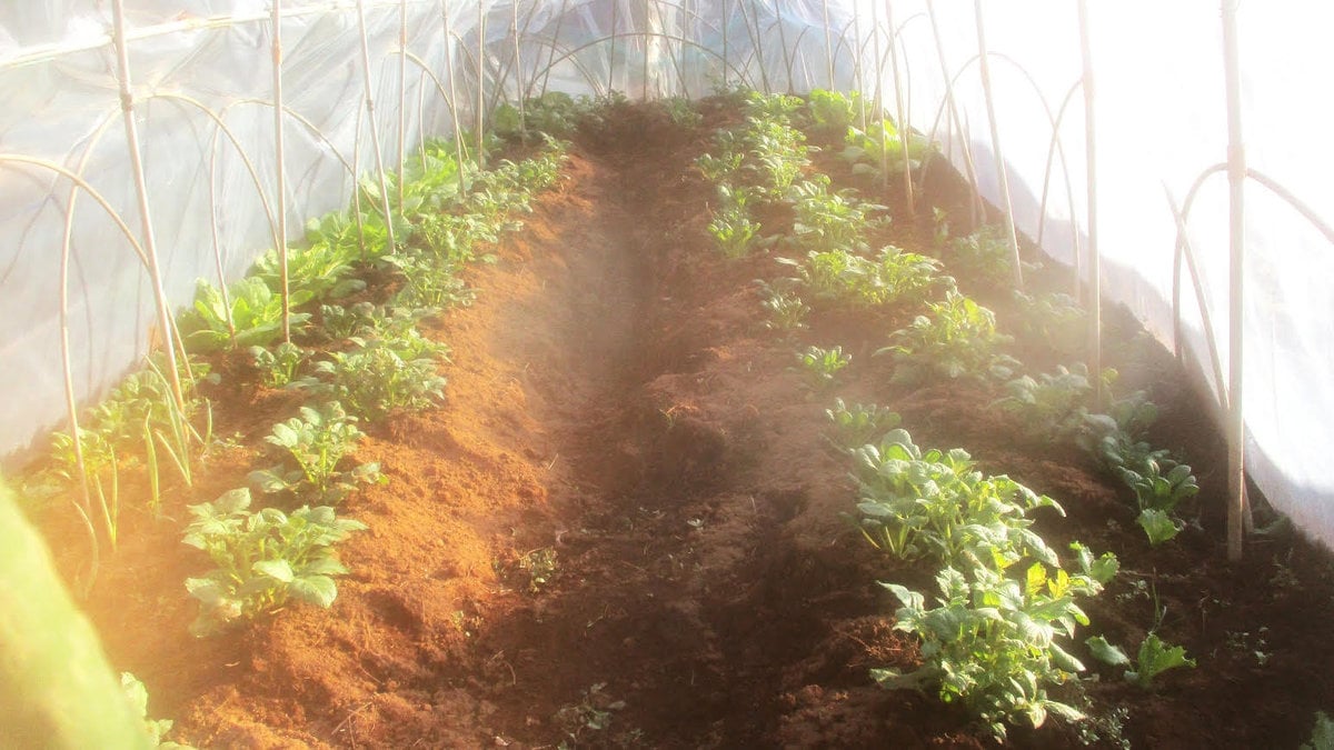 夕日を受けたビニールハウスのジャガイモ。早めに種を植えたので、4月早々には収穫となりそうだ。