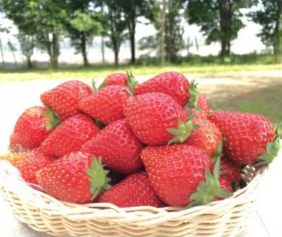 栃木県が誇るいちご「とちおとめ」は、実が大きく、甘みと酸味のバランスがとれ、食味が良いのが特長です。果色は鮮やかな赤色で光沢があり、見た目も華やかです。