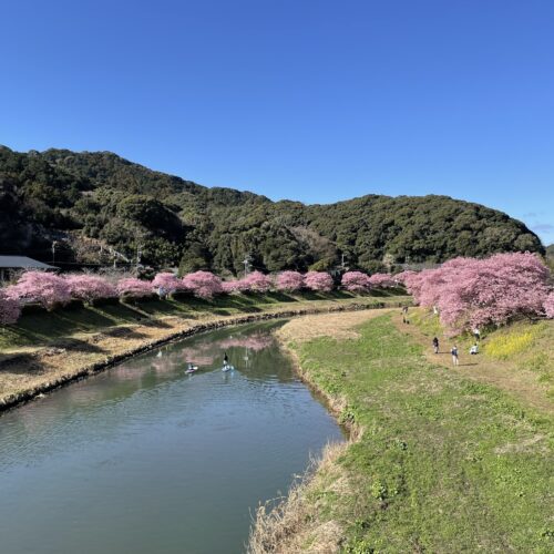 静岡県南伊豆町で毎年2月上旬～3月上旬に開催される「みなみの桜と菜の花まつり」には青野川沿いの約800本の河津桜と菜の花を楽しみに県内外から観光客が訪れます。