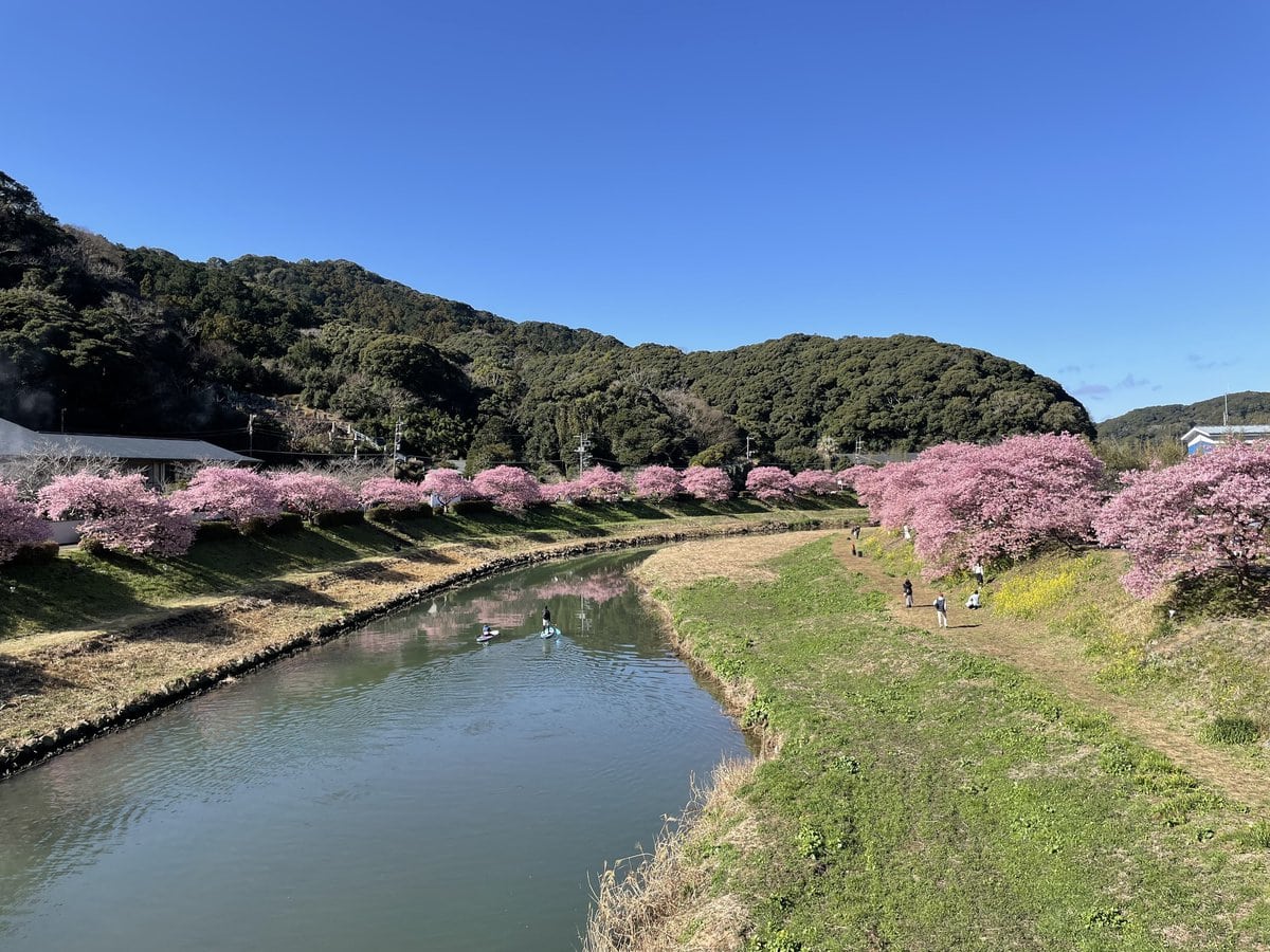 静岡県南伊豆町で毎年2月上旬～3月上旬に開催される「みなみの桜と菜の花まつり」には青野川沿いの約800本の河津桜と菜の花を楽しみに県内外から観光客が訪れます。