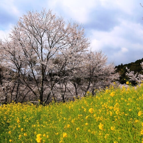 大分県国東市の安岐ダム桜。安岐ダムいこいの広場は、約3000本の桜が植えられたお花見スポット。毎年3月末には「安岐ダム桜まつり」が開催されます。開花情報などは観光案内サイト「VISIT KUNISAKI」でチェックを。