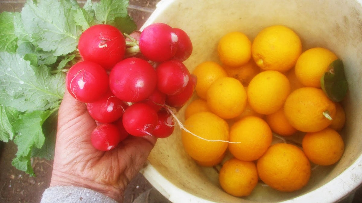 収穫した赤カブとレモン。きれいな赤と黄色のビタミンカラーに元気が湧いてくる！