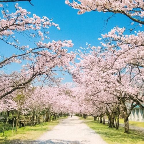 「日本さくら名所100選」に選ばれている高知県有数のサクラの名所・鏡野公園。約200mのサクラのトンネルは圧巻。