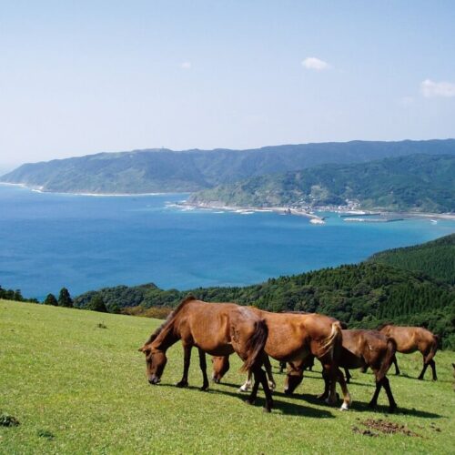 宮崎県串間市の大自然のなかで生きる野生馬たち。ガイドは30分、60分、90分の3コースがある。