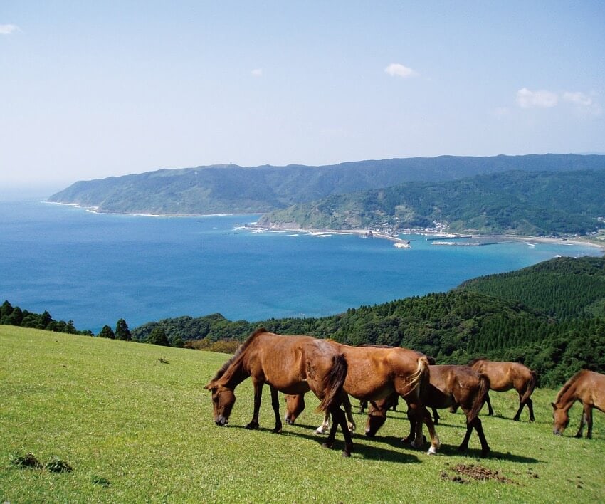 宮崎県串間市の大自然のなかで生きる野生馬たち。ガイドは30分、60分、90分の3コースがある。
