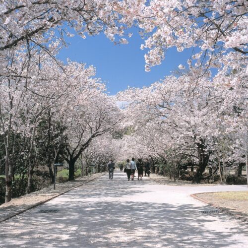 高知県香美市の鏡野公園は「日本さくら名所100選」にも選ばれている高知県有数の桜の名所です。約600本の桜樹の並木道が約200ｍ続く桜のトンネルは圧巻です。