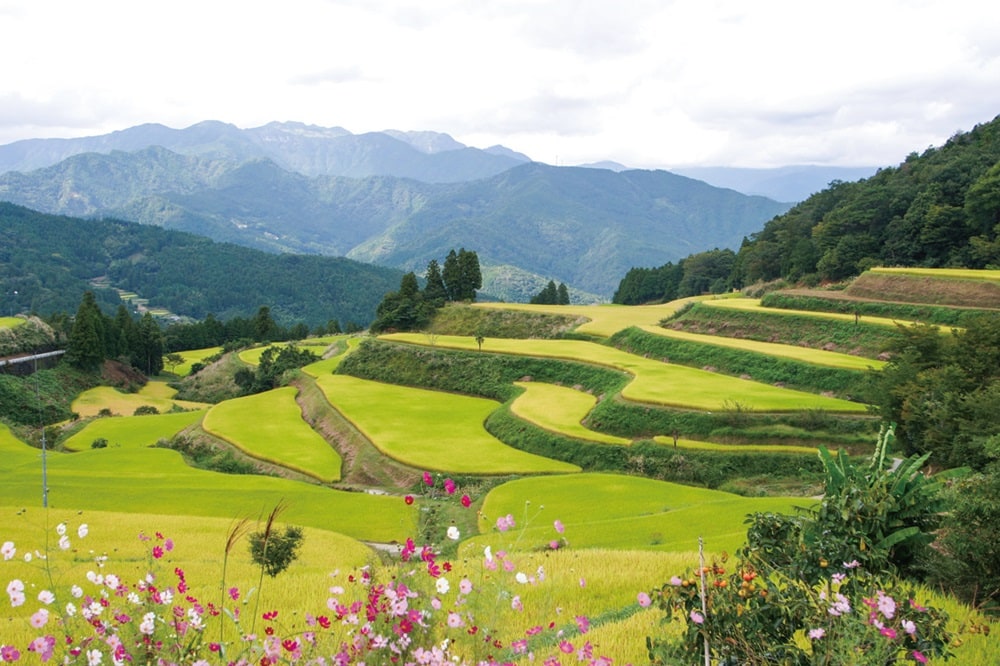 高知県土佐町にはたくさんの美しい棚田があり、おいしいお米の産地としても知られている。