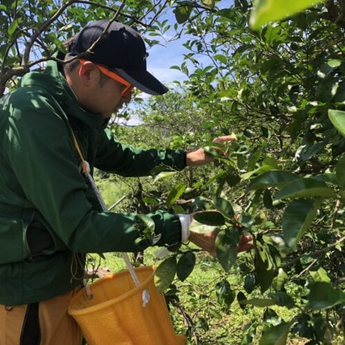 年々懸念されてきている耕作放棄地を管理維持して、甘夏や八朔などの柑橘を栽培して販売しています。新規移住農業者を獲得する取り組みで、この農園も就農してくださる人へバトンタッチしたいと思っています。