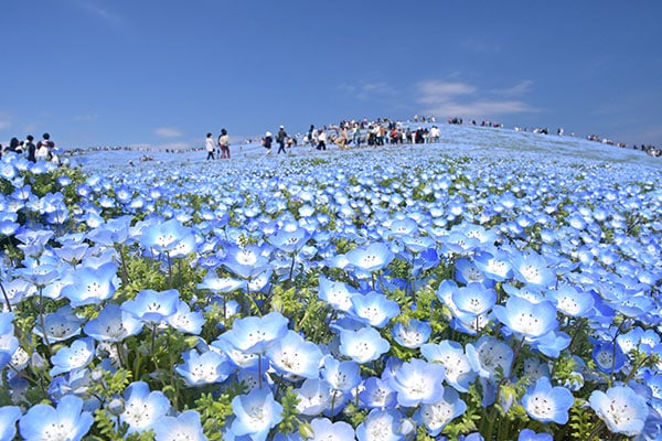 国営ひたち海浜公園