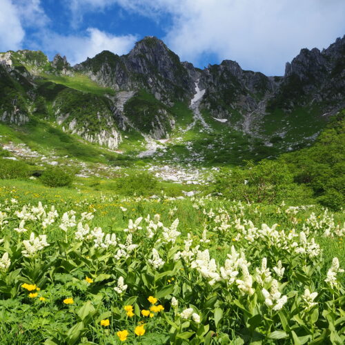 長野県駒ケ根市の中央アルプスには日本を代表する「千畳敷カール」「濃ヶ池カール」等のカールがあり、「千畳敷カール」は高山植物の宝庫として知られています。標高2,500mを超える高山帯の岩肌の真下に広がる千畳敷カールは、夏には可憐な高山植物が咲き乱れ、まるで宝石箱のような景色が広がります。