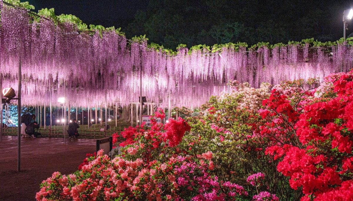 栃木県足利市にある「あしかがフラワーパーク」で咲き誇るツツジ。