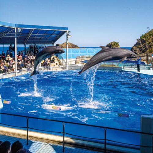 「越前松島水族館」は、イルカショーをはじめ、さまざまな海の生き物と触れ合える体験型の水族館