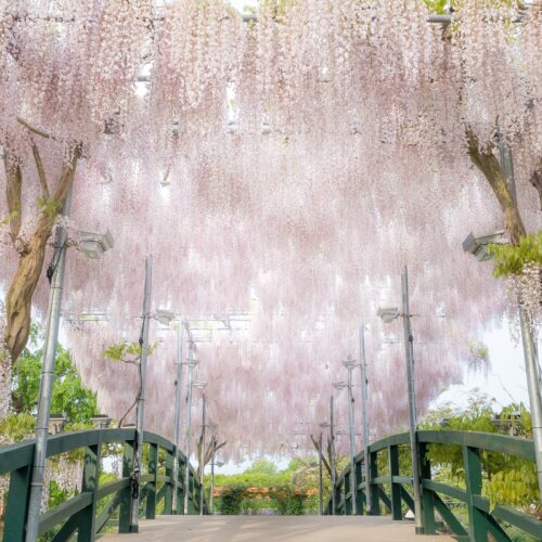 栃木県足利市にある「あしかがフラワーパーク」で咲き誇るうす紅藤。昼間の光景。