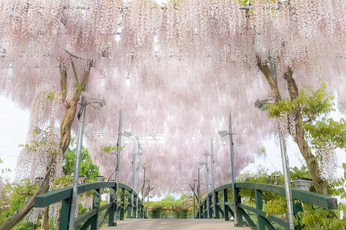 栃木県足利市にある「あしかがフラワーパーク」で咲き誇るうす紅藤。昼間の光景。