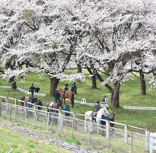 岩手県奥州市の水沢競馬場は四季を楽しめる競馬場です。春は桜の名所になり、冬は雪景色の中レースが繰り広げられます。