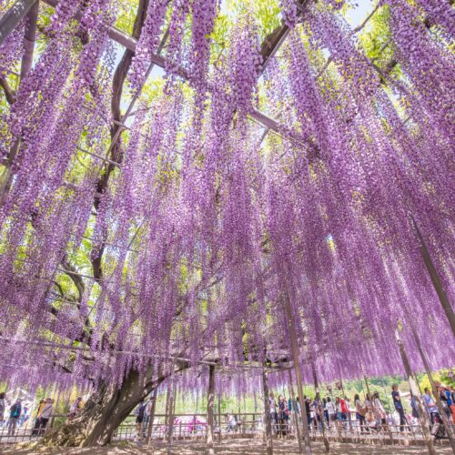 栃木県足利市にある「あしかがフラワーパーク」で咲き誇るうす大長藤。昼間の光景。