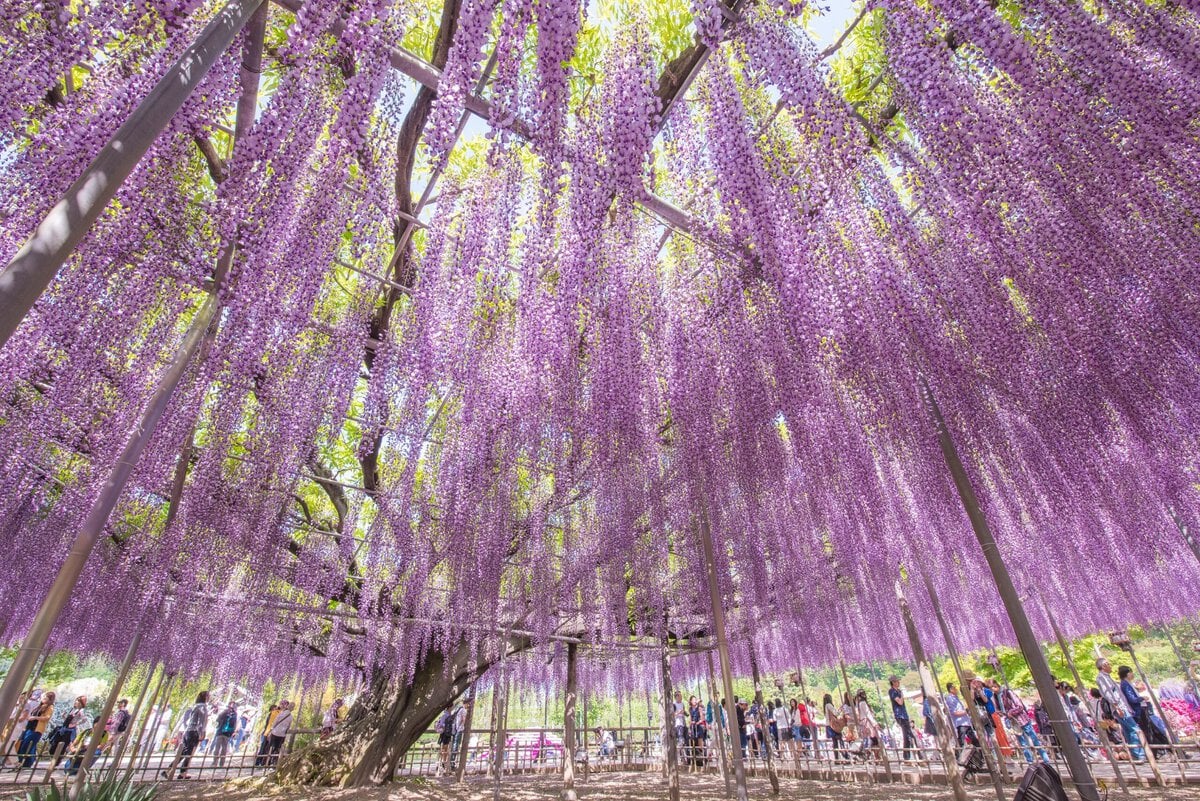 栃木県足利市にある「あしかがフラワーパーク」で咲き誇るうす大長藤。昼間の光景。