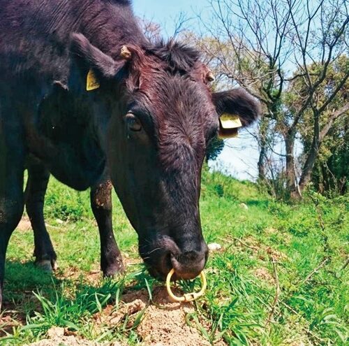 佐賀県鹿島市では、休耕地で黒毛和牛を通年放牧