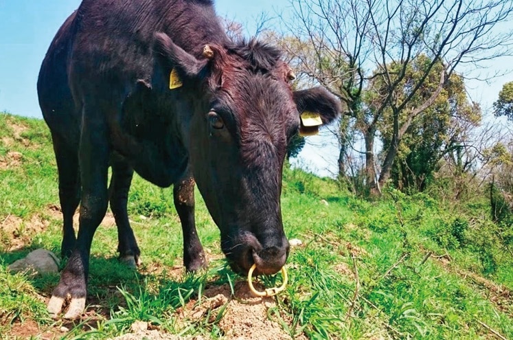 佐賀県鹿島市では、休耕地で黒毛和牛を通年放牧