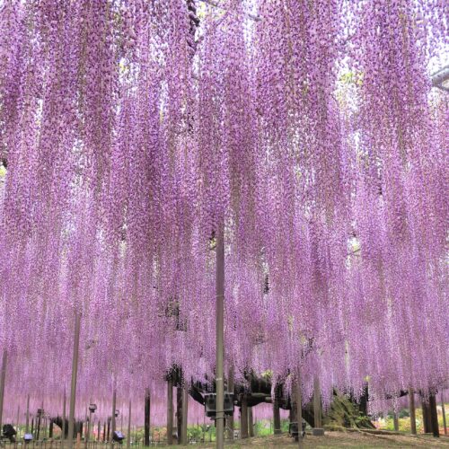 栃木県足利市にある「あしかがフラワーパーク」で咲き誇るうす大藤。昼間の光景。