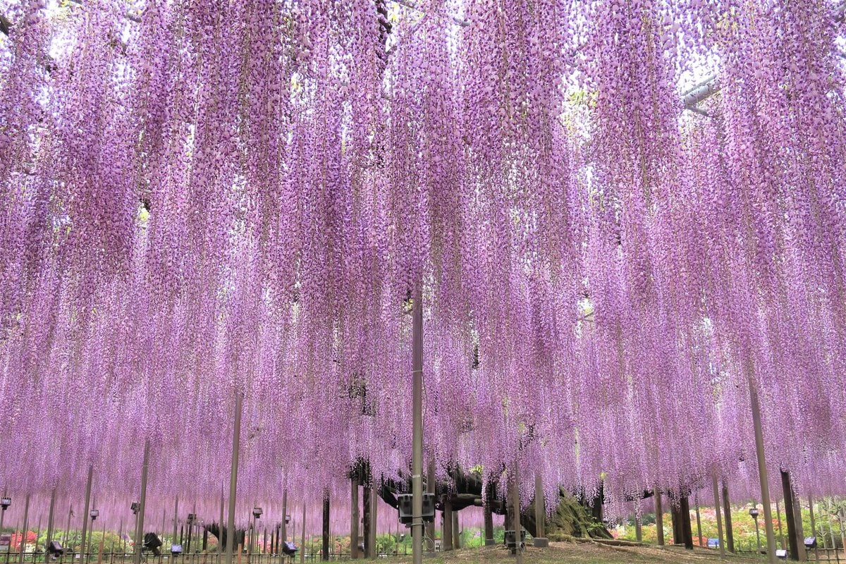栃木県足利市にある「あしかがフラワーパーク」で咲き誇るうす大藤。昼間の光景。