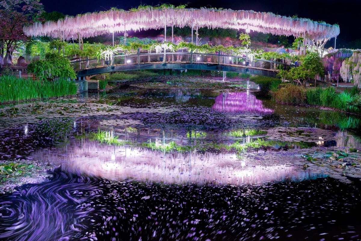 栃木県足利市にある「あしかがフラワーパーク」で咲き誇るうす紅藤。ライトアップの光景。