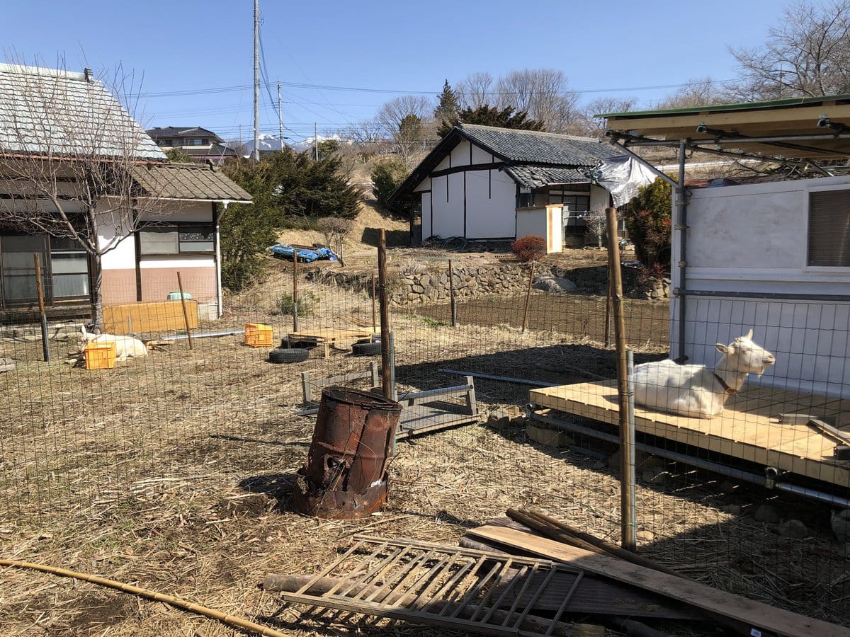 今、古民家を借りてDIYで夫婦とヤギで住める家に再生中です。ヤギの小屋は完成したんですが、住居はまだまだ……。