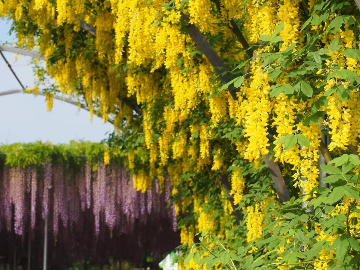 栃木県足利市にある「あしかがフラワーパーク」で咲き誇るうすきばな藤。昼間の光景。