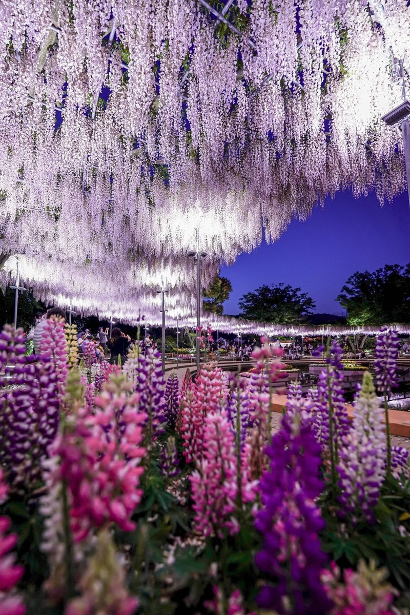 栃木県足利市にある「あしかがフラワーパーク」で咲き誇るうす紅藤。ライトアップの光景。
