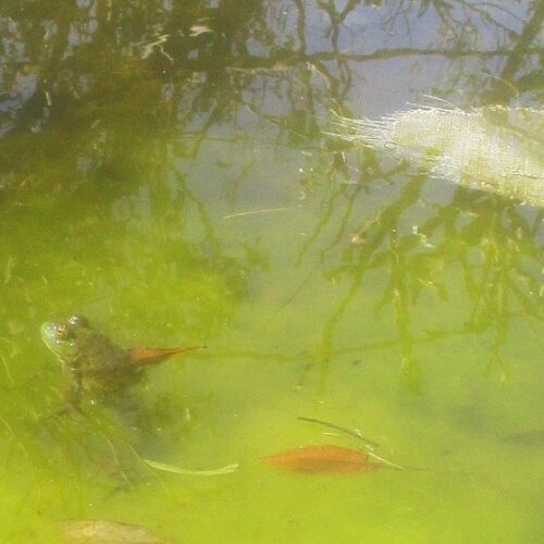 真っ青な空を仰ぎ見る僕のそばで池の蛙も同じように空を眺めている。空腹だった子供時代、何十匹という蛙を捕まえ脚の肉を茹でて食べた。今はそんなことはしない。蛙は我が友だからである。