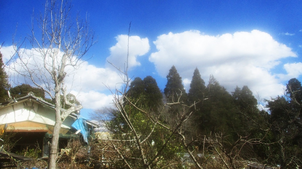 雨が多く、低温の今年3月。青い空と白い雲が気分を高揚させてくれる。