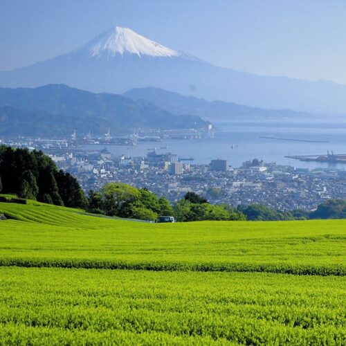 静岡県静岡市の茶畑と富士山