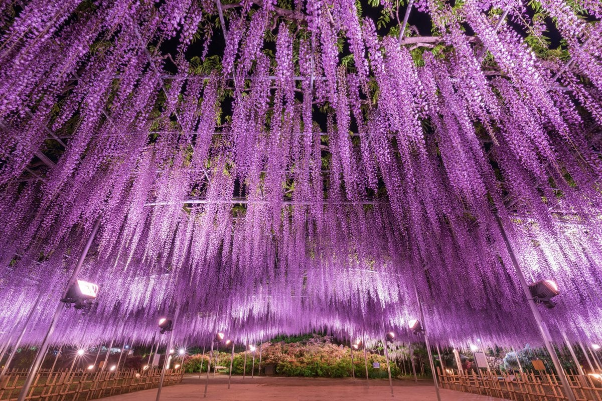 栃木県足利市にある「あしかがフラワーパーク」で咲き誇るうす大藤。ライトアップの光景。