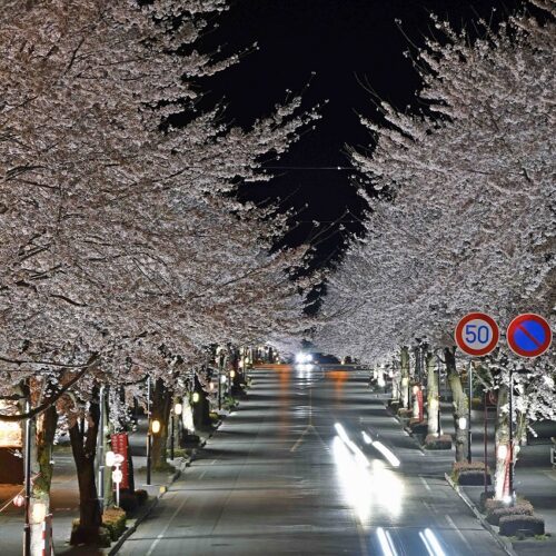 栃木県鹿沼市の西茂呂地区のさつき大通りは、2.3㎞にわたる美しい桜並木が楽しめます。