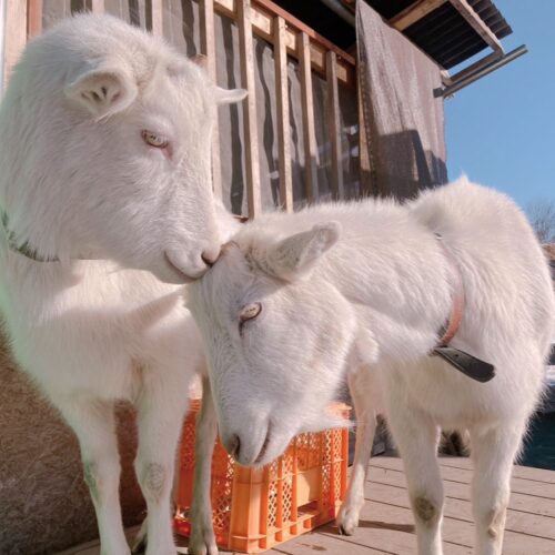 ヤギは田舎で飼いたい動物ナンバー１なんじゃないでしょうか。世話は大変ですけど。【「そうだ。農業をやろう！」東京に通えるリゾート地・小淵沢で芸人農家に！番組収録はリモート！週末はルミネtheよしもとに出演！山梨県北杜市に移住した芸人ティカトウ（チャド・マレーン）】