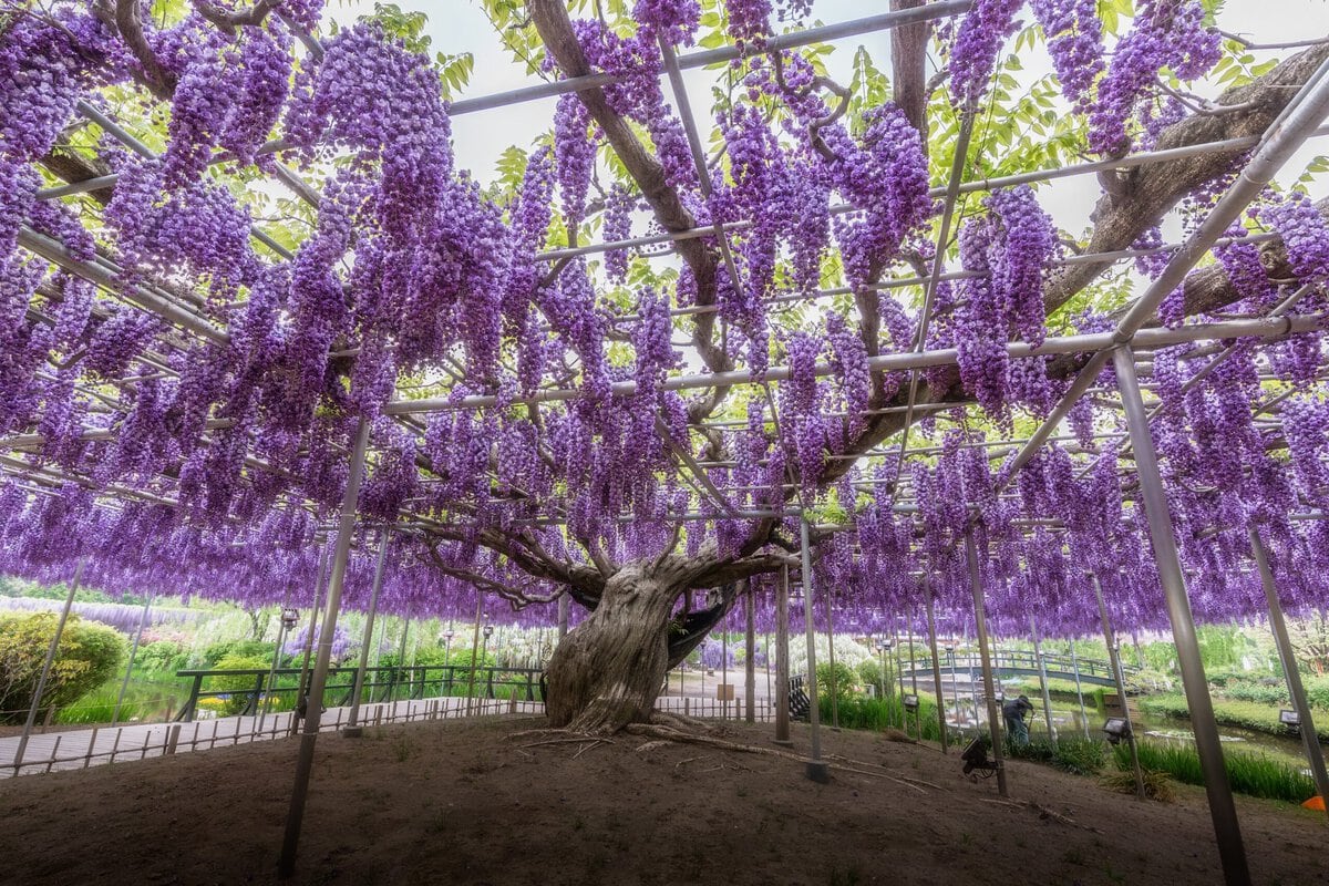 栃木県足利市にある「あしかがフラワーパーク」で咲き誇るうす八重黒龍藤。昼間の光景。