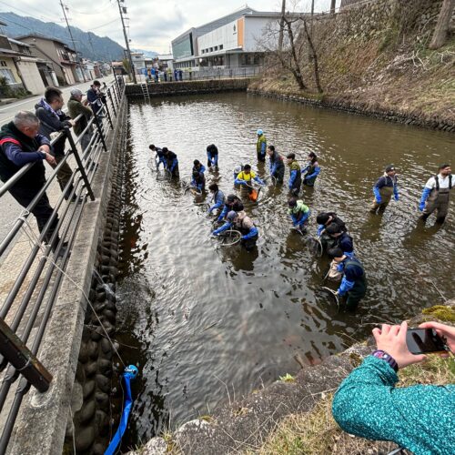 毎年4月になると、飛騨市観光協会や地元中学生、ボランティアが集まり、越冬先の天神池で鯉を網で捕まえ、軽トラックで瀬戸川まで運びます。