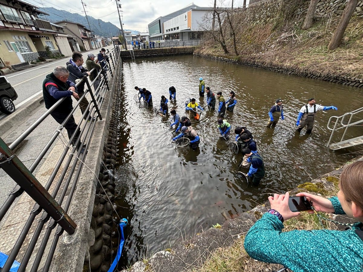 毎年4月になると、飛騨市観光協会や地元中学生、ボランティアが集まり、越冬先の天神池で鯉を網で捕まえ、軽トラックで瀬戸川まで運びます。