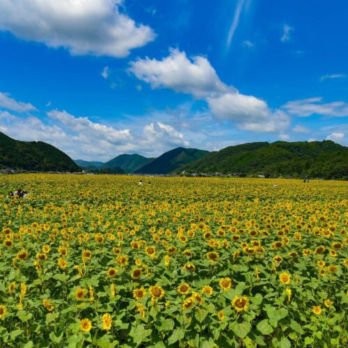 兵庫県佐用町は、関西最大級の広大なひまわり畑が見られることから、「ひまわりの町」として有名です。毎年7月中旬から下旬に開催される「ひまわり祭」には、全国から多くの観光客が訪れます。