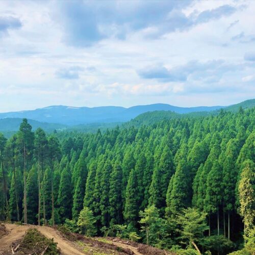 熊本県小国町の名産「小国杉」。町の面積の約8割を森林が占める