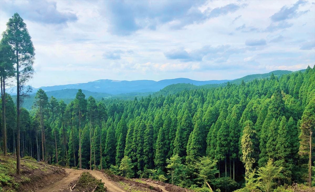 熊本県小国町の名産「小国杉」。町の面積の約8割を森林が占める