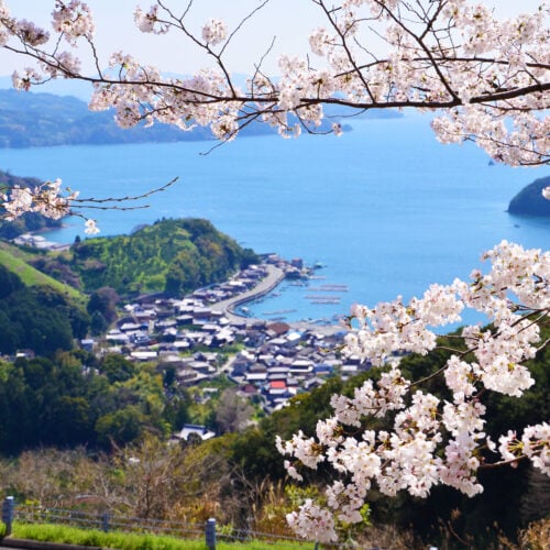 愛媛県西予市にある野福峠（のふくとうげ）からは、リアス式の宇和海と段々畑が織りなす美しい風景を臨むことができます。春には約400本のソメイヨシノの桜並木が続き、宇和海のブルーと桜のピンクが美しいハーモニーを織りなします。