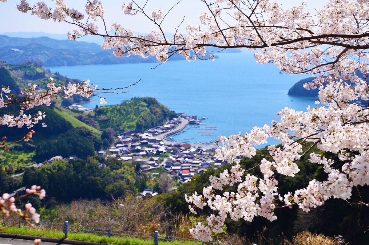 愛媛県西予市の野福峠（のふくとうげ）からは、リアス式の宇和海と段々畑が織りなす美しい風景を望むことができます。春には約400本のソメイヨシノの桜並木が続き、宇和海のブルーと桜のピンクが美しいハーモニーを織りなします。