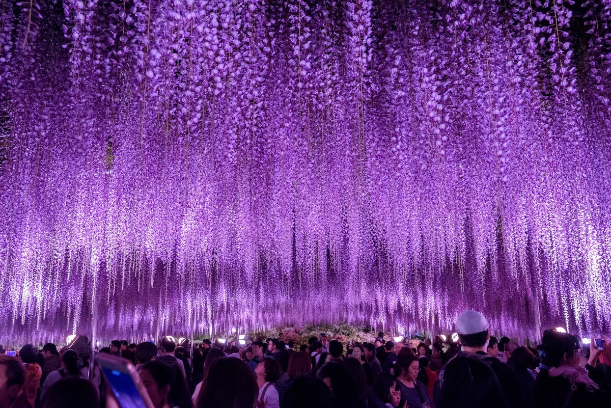 栃木県足利市にある「あしかがフラワーパーク」で咲き誇るうす大長藤。ライトアップの光景。