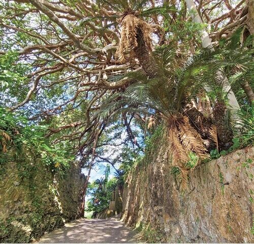 阿権（あごん）のガジュマルは島内随一の大きさを誇る推定樹齢約300年の巨木。周囲にはサンゴの石垣や昔ながらの家並みが残る。