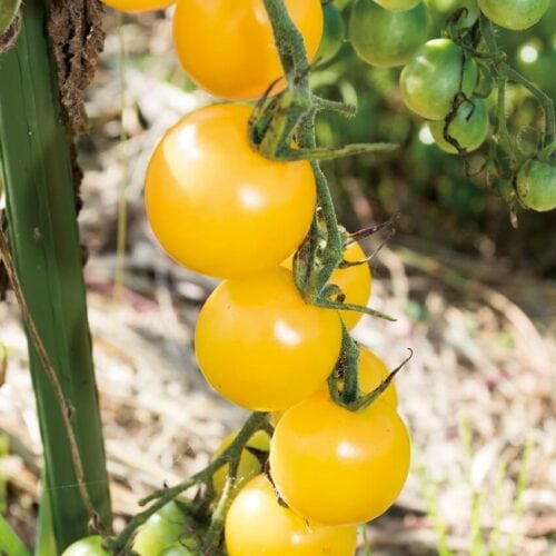 小さな畑で多品種、多収量！自然菜園でプチ自給 ／夏の初めの最盛期には食べきれないほどたくさん穫れるミニトマト【第1回】