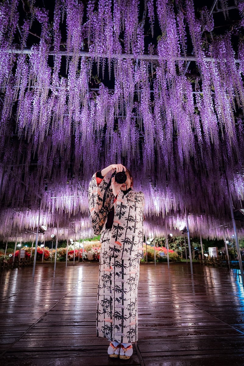 栃木県足利市にある「あしかがフラワーパーク」で咲き誇るうす大藤。ライトアップの光景。
