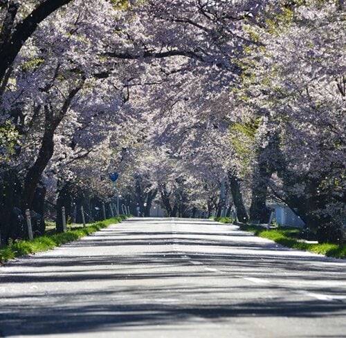 岩手県奥州市の国道397号線の約7㎞に及ぶ桜並木は、「桜の回廊」として知られ、春には市内外から多くの人々が訪れ賑わいます。